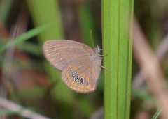 Neonympha areolatus