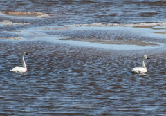 Cygnus columbianus bewickii