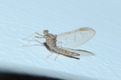 Cloeon dipterum