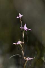 Disa inflexa