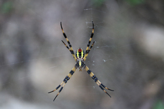 Argiope picta