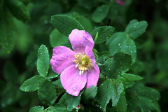 Rosa majalis