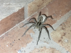 Schizocosa malitiosa