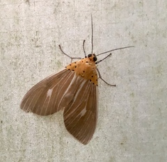 Asota producta