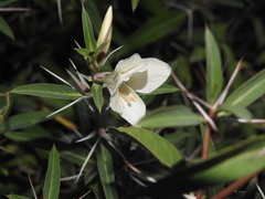 Barleria