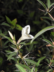 Barleria