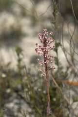Struthiola ciliata