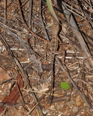 Sitana marudhamneydhal