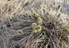 Eriophorum vaginatum