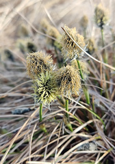 Eriophorum vaginatum