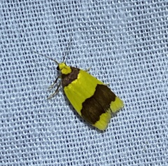 Heterallactis microchrysa
