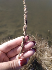 Beckmannia eruciformis