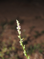 Pleurolobus gangeticus