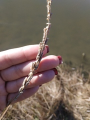 Beckmannia eruciformis