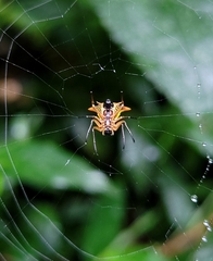 Micrathena bicolor