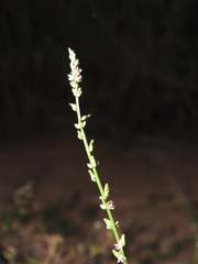 Pleurolobus gangeticus