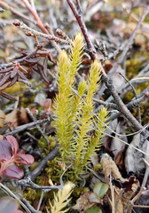 Lycopodiaceae