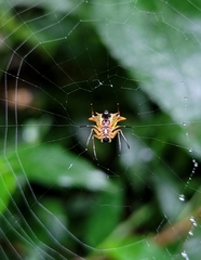 Micrathena bicolor