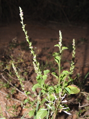 Pleurolobus gangeticus
