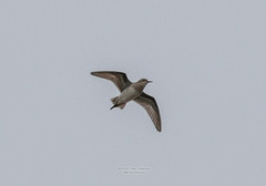 Calidris subminuta