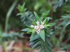 Pimelea tomentosa