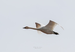 Cygnus columbianus columbianus