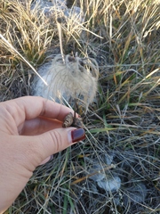 Clematis integrifolia