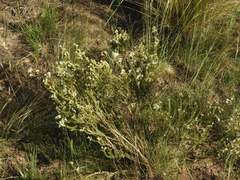 Acantholippia seriphioides