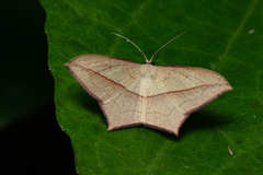 Timandra convectaria