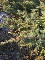 Juniperus communis hemisphaerica
