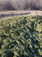 Juniperus communis hemisphaerica