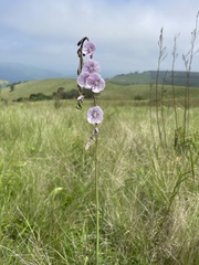 Heliophila rigidiuscula
