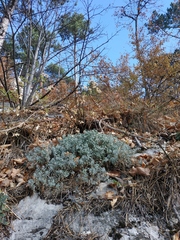 Odontarrhena obtusifolia