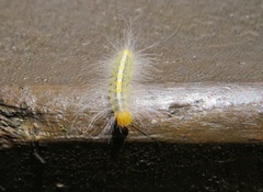 Lymantriinae