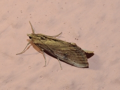 Evergestis isatidalis