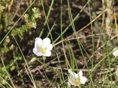 Nierembergia rigida