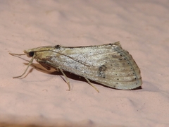 Evergestis isatidalis