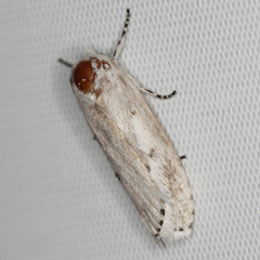 Cryptophasa