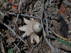Geastrum