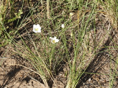 Nierembergia rigida