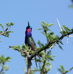 Heliomaster furcifer