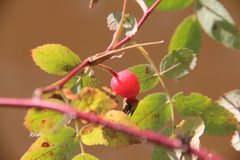 Rosa majalis