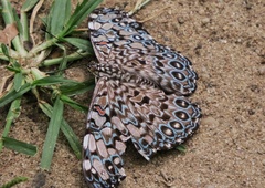 Hamadryas