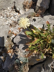 Cephalaria uralensis