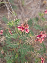 Indigofera alternans