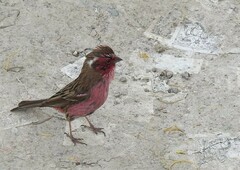 Carpodacus dubius