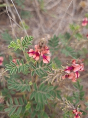 Indigofera alternans
