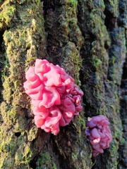 Ascocoryne sarcoides