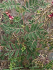 Indigofera alternans