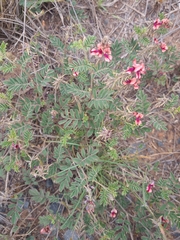 Indigofera alternans